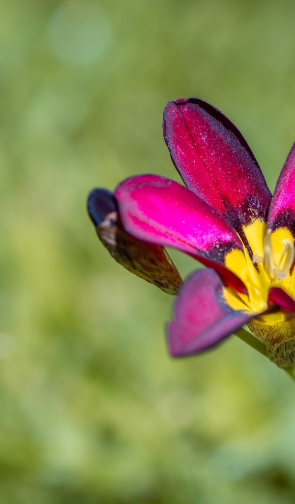 Сиреневый цветок спараксис  крупным планом