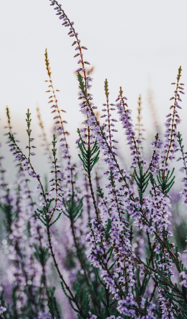 Сиреневые полевые цветы крупным планом