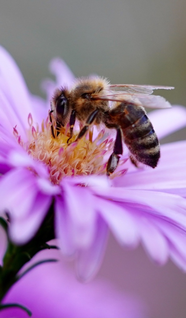 Маленькая пчела сидит на розовом цветке 