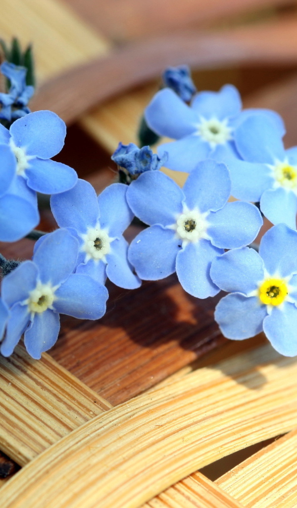Маленькие синие цветы незабудки лежат на плетеной корзине