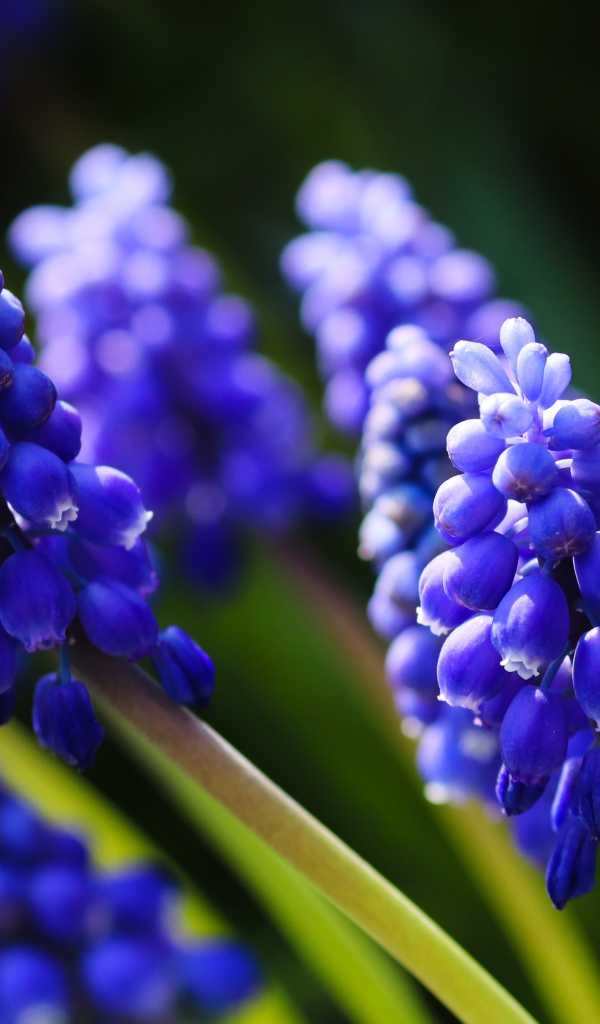 Маленькие синие цветы мускари в лучах солнца