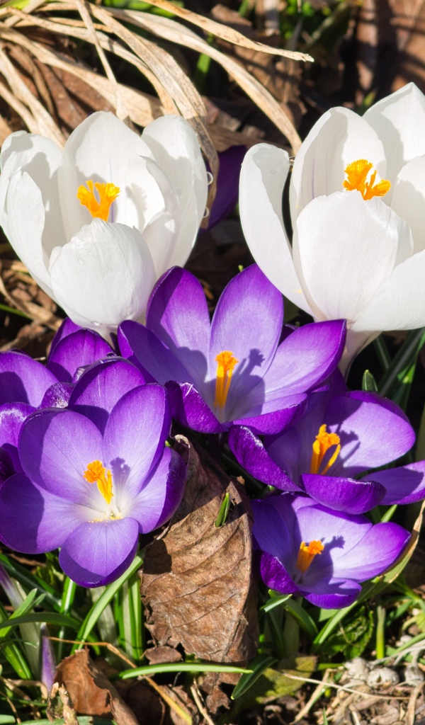 Маленькие сиреневые и белые крокусы в траве 