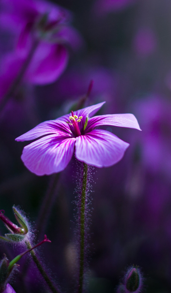 Маленькие сиреневые цветы в поле 