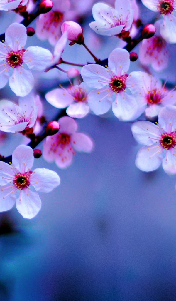 Маленькие розовые цветы на ветке дерева весной 