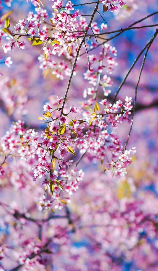 Маленькие розовые цветы сакуры на ветках в лучах солнца