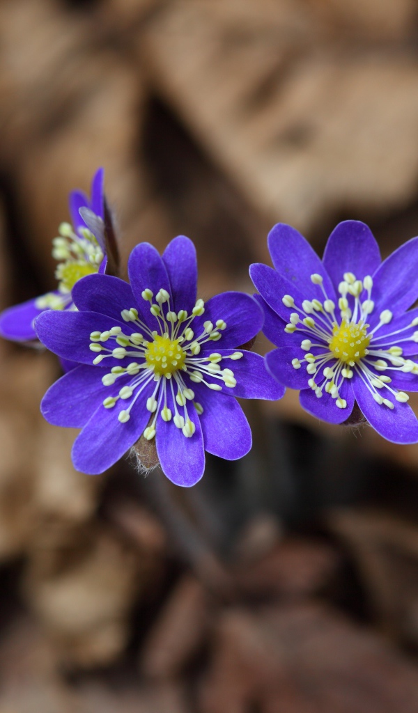 Маленькие фиолетовые цветы печёночница