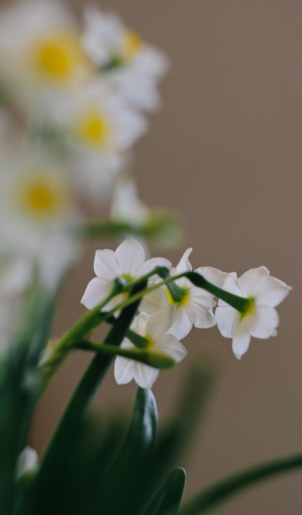 Маленькие белые нарциссы на размытом фоне