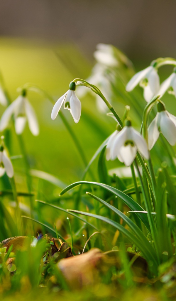 Маленькие белые подснежники  на траве