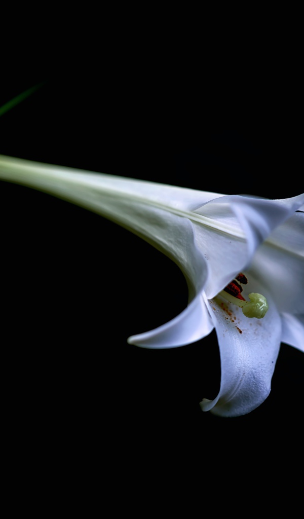 Одинокий бутон белой лилии на черном фоне