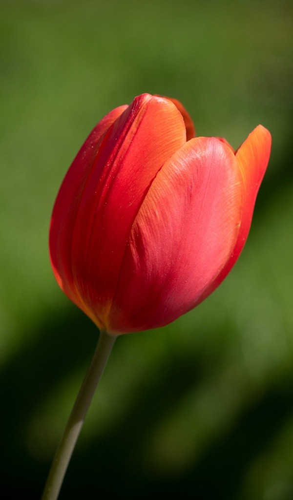 Одинокий красный тюльпан на зеленом фоне