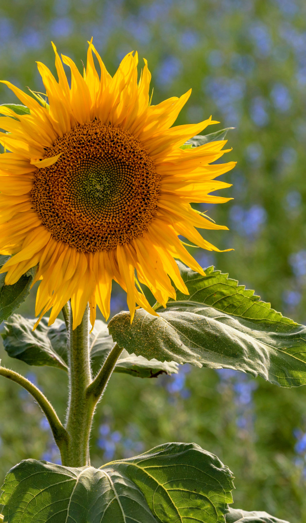 Одинокий подсолнух на поле с голубыми цветами