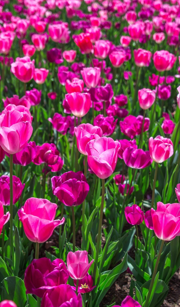 Lots of beautiful pink tulips in the spring flowerbed