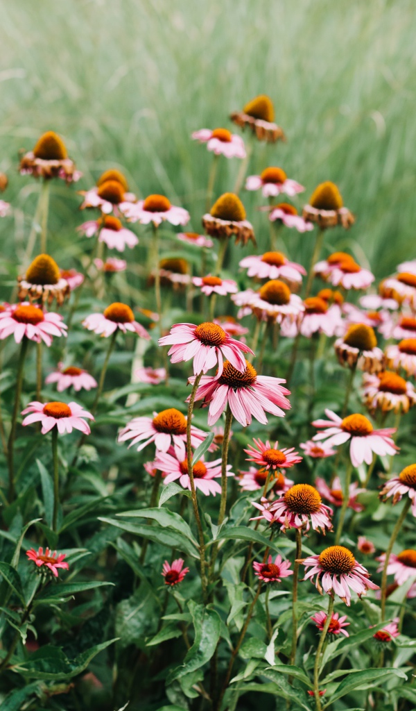 Много розовых цветов эхинацеи 