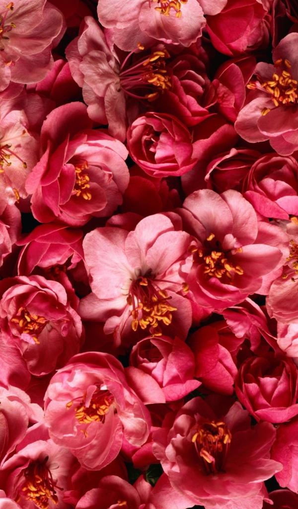 Много розовых цветов крупным планом 