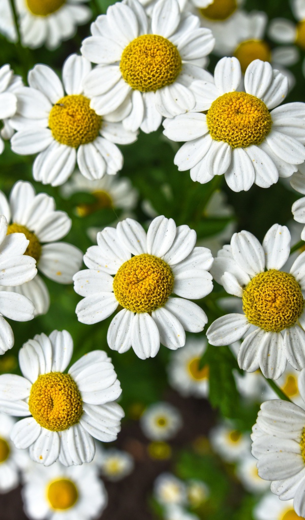 Много мелких белых ромашек крупным планом 