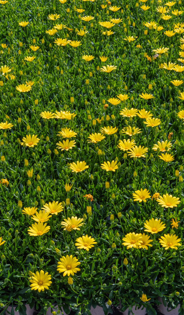 Много мелких желтых цветов крупным планом