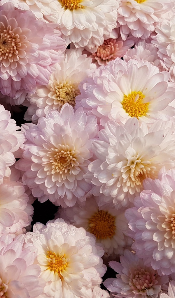 Много белых цветов хризантемы крупным планом