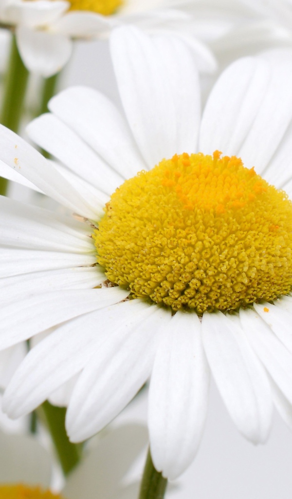 Много белых ромашек с желтой серединкой крупным планом