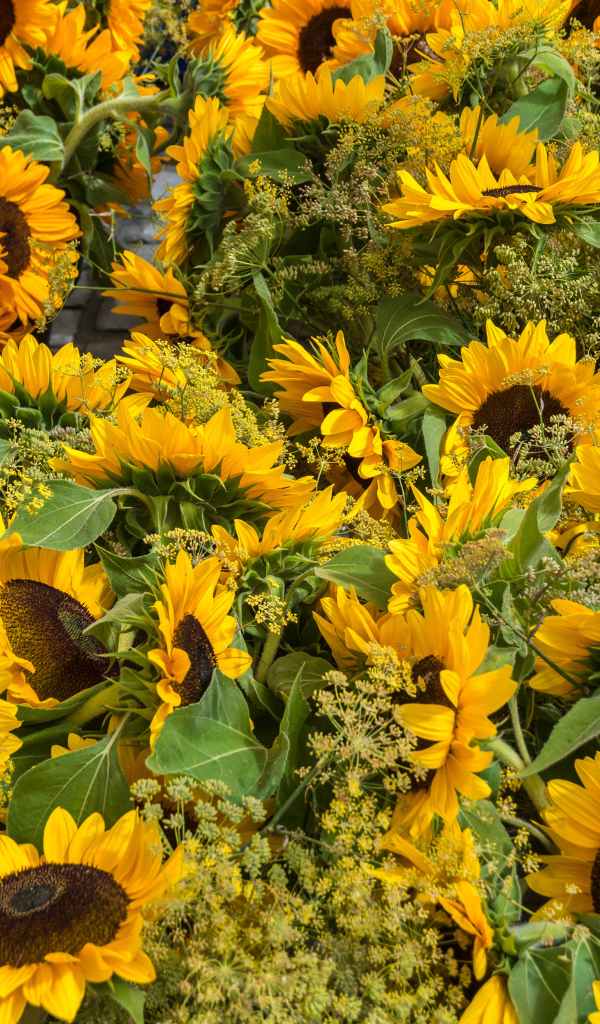 Много желтых цветущих подсолнухов