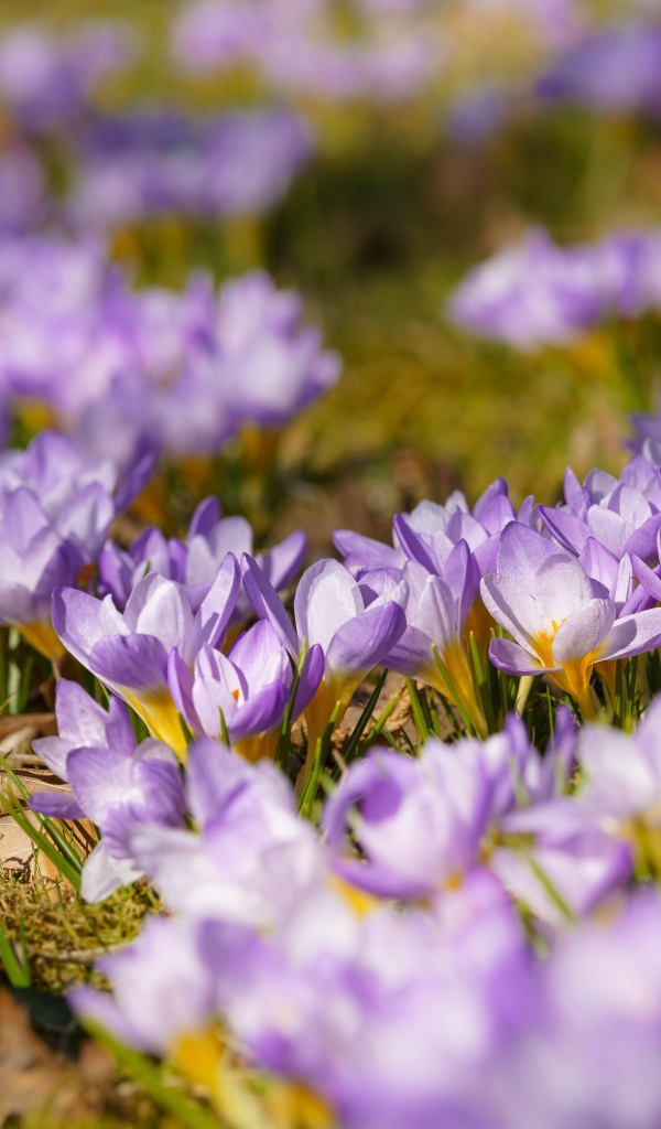 Много красивых сиреневых цветов крокуса на поляне