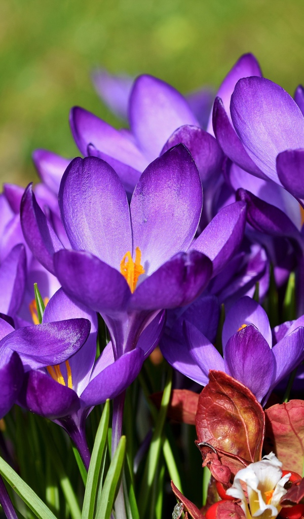 Много красивых сиреневых крокусов в лучах солнца