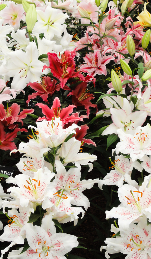 Много красивых разноцветных цветом лилии 