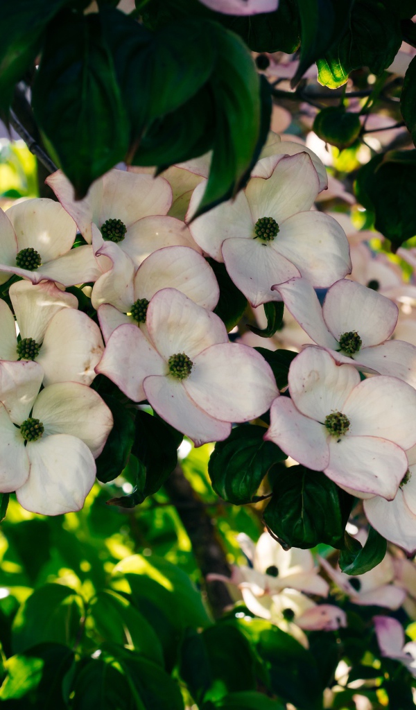 Много красивых розовых цветов на ветке дерева 