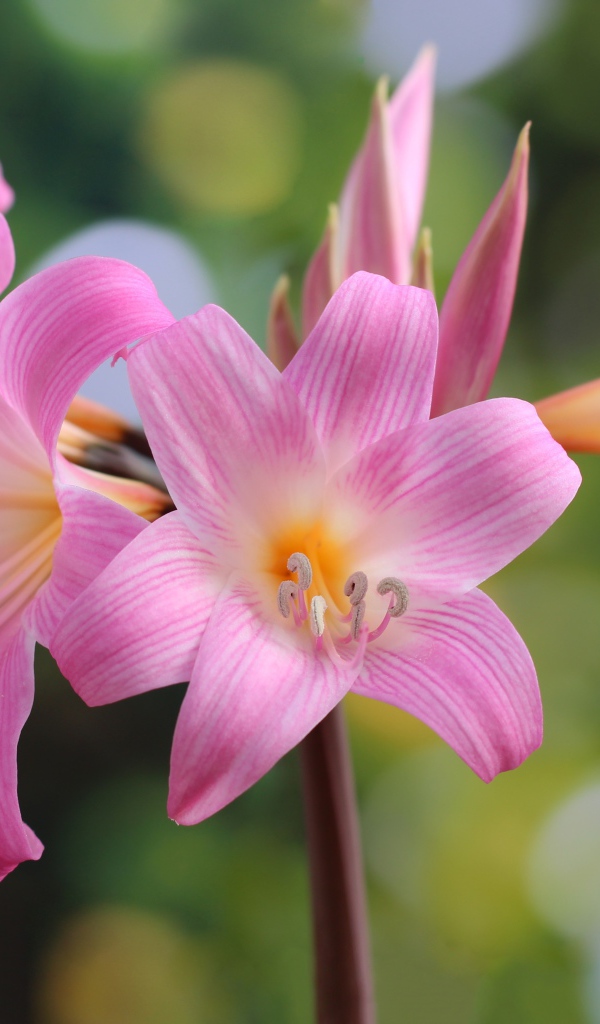 Много красивых розовых цветов лилии