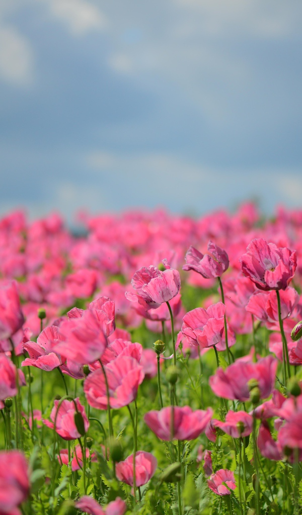 Много красивых розовых маков на поле