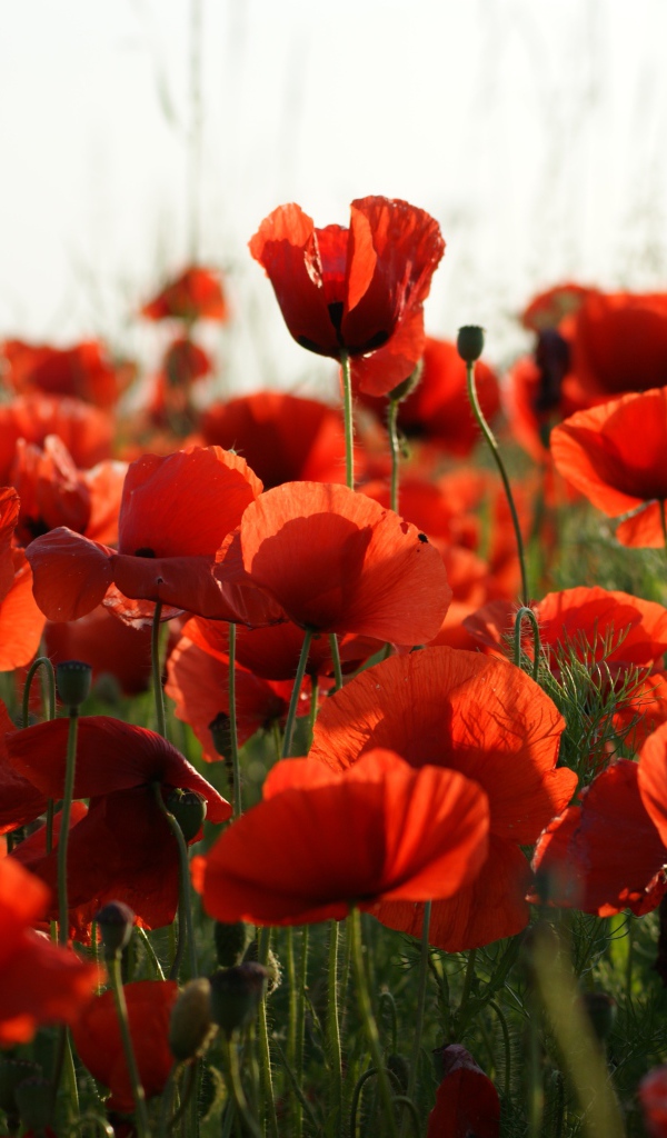 Много красивых красных полевых маков 