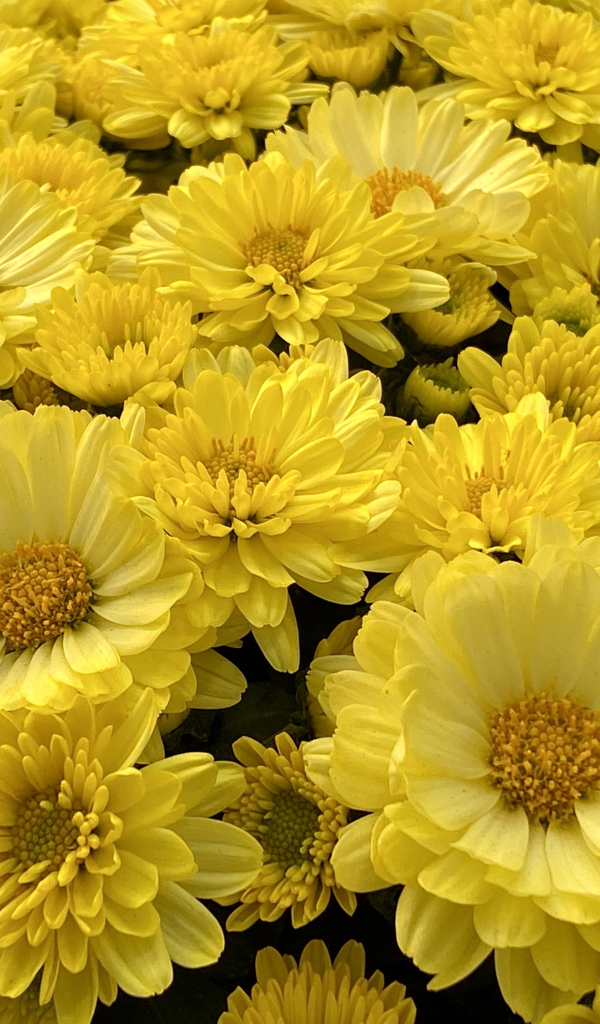 Много красивых желтых цветов хризантемы 
