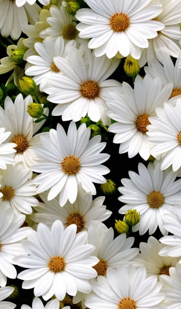 Много нежных белых цветов ромашковидной хризантемы крупным планом