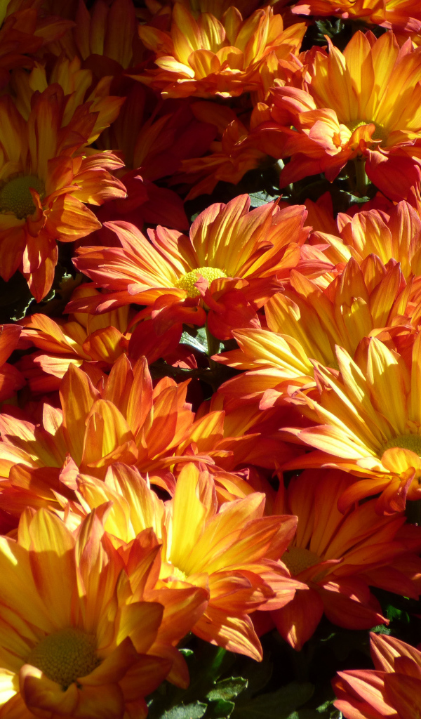 Много крупных оранжевых хризантем на клумбе