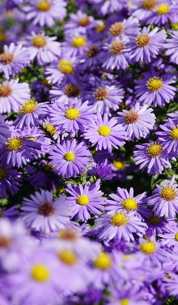 Много сиреневых цветов сентябринки в лучах солнца