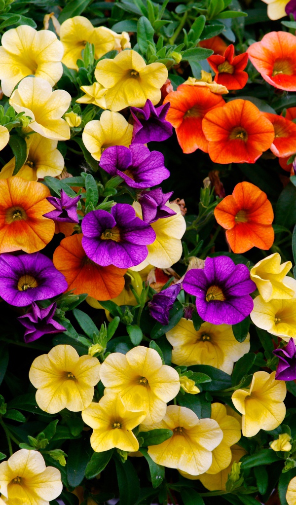 Много разноцветных цветов петунии на клумбе