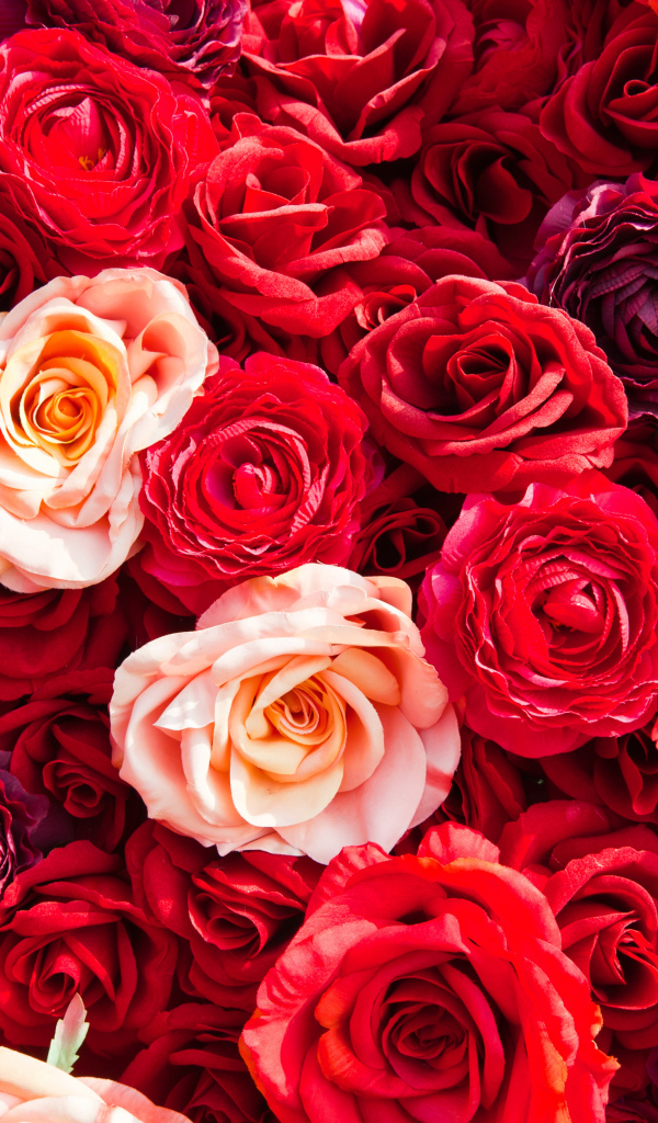 Много разноцветных красных роз вблизи