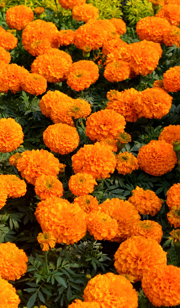 Много оранжевых цветов бархатцев крупным планом