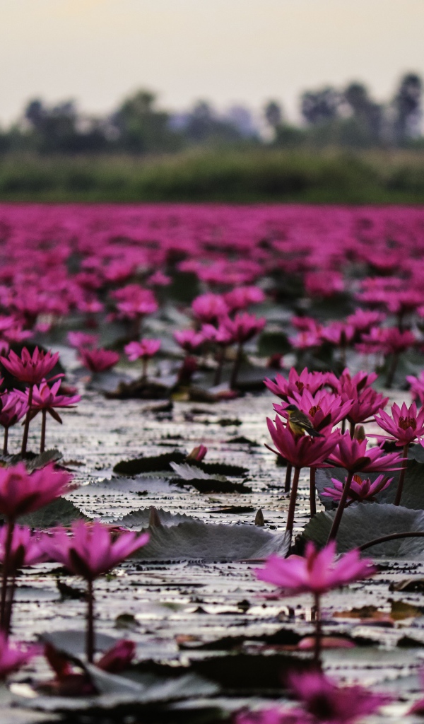 Много розовых цветов лотоса в пруду 