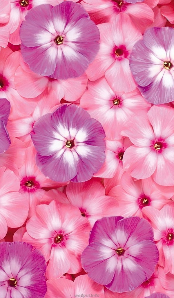 Много розовых цветов флоксы крупным планом