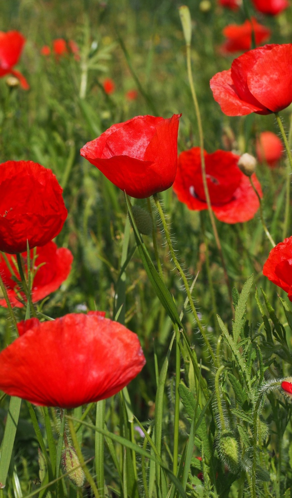 Много красных полевых маков с бутонами в зеленой траве