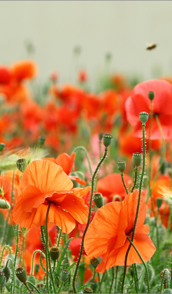 Много красных маков с колосками пшеницы в поле 