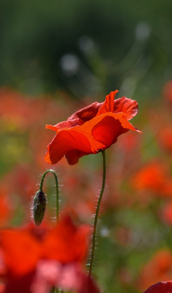 Много красных цветов мака с бутонами на поле 