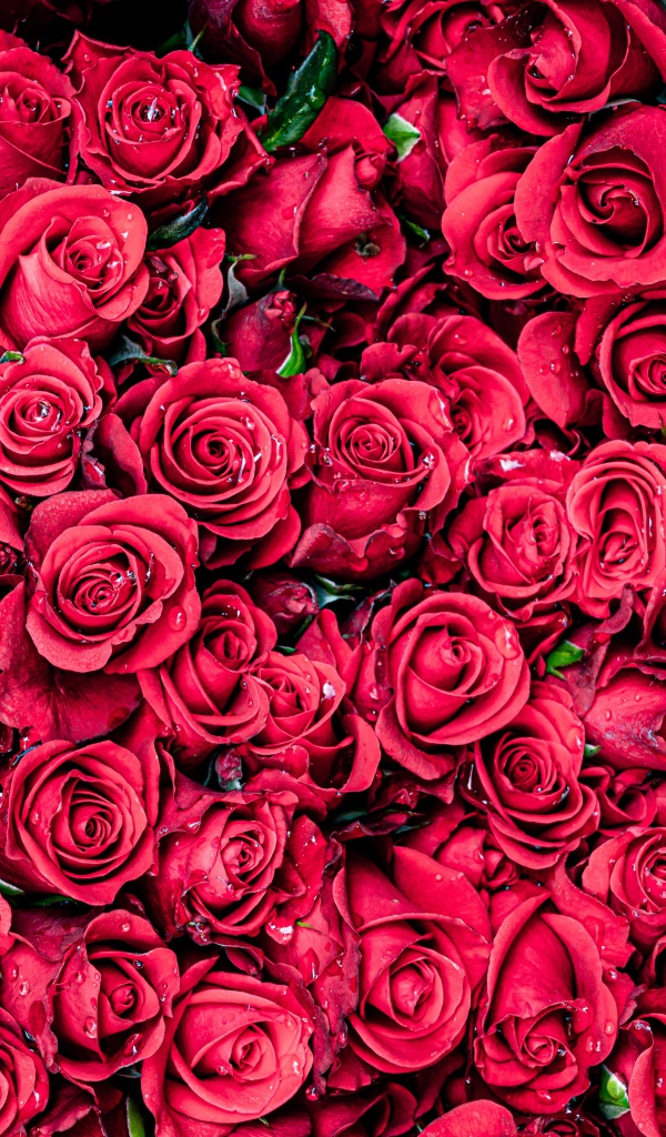 Много красных цветков розы крупным планом