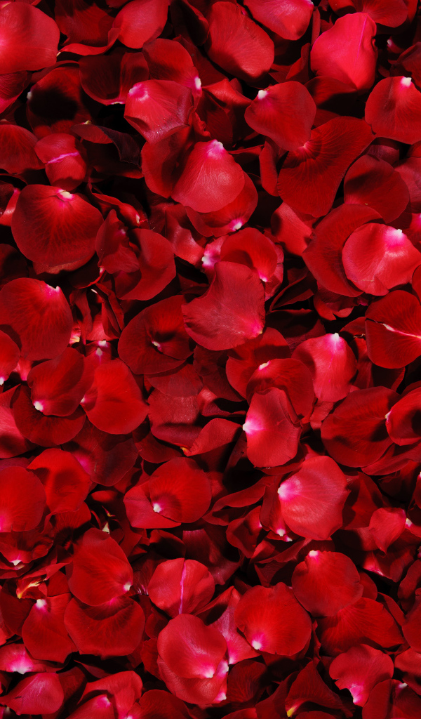 Много красных лепестков алой розы 