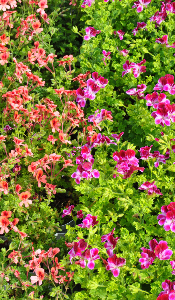 Много мелких цветов пеларгонии с зелеными листьями