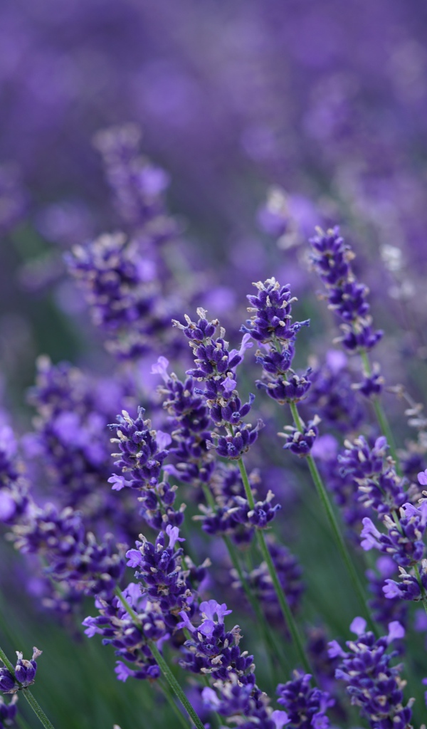 Много мелких цветов лаванды крупным планом