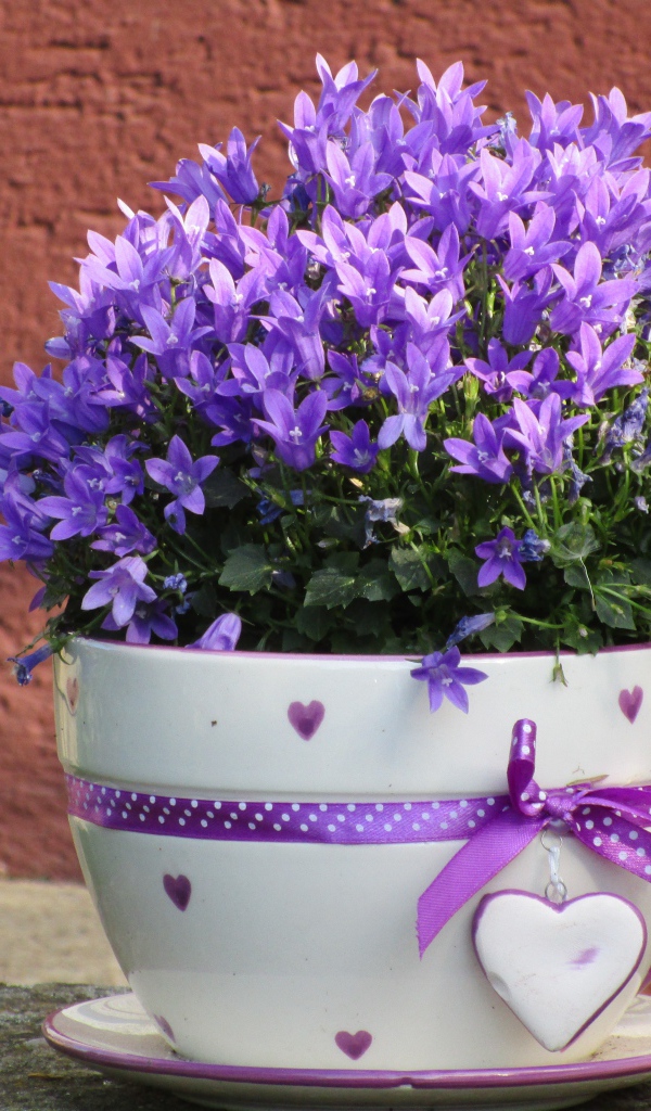 Много мелкий фиолетовых цветок в кружке