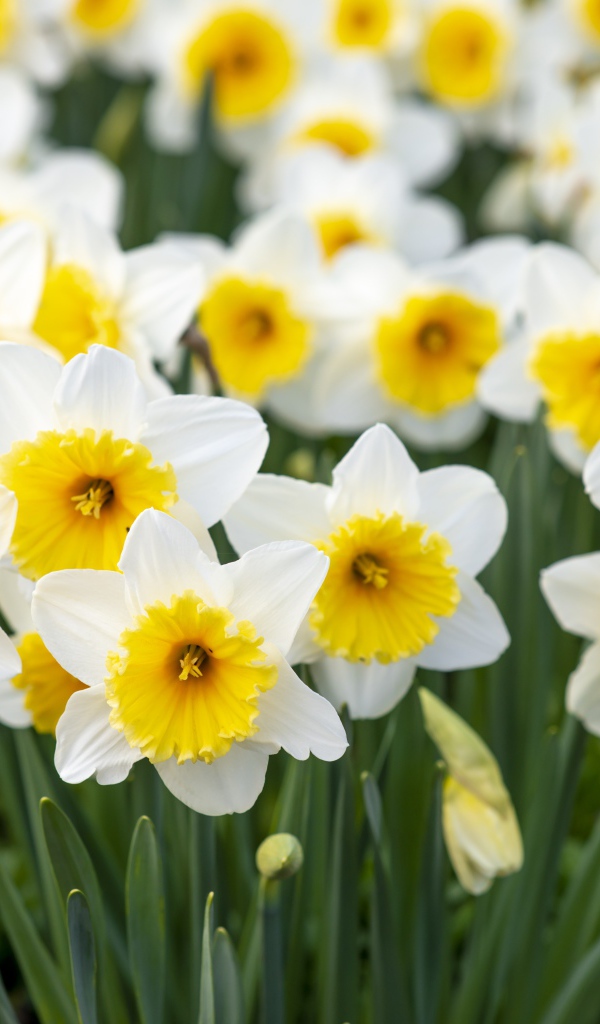 Много белых нарциссов с желтой серединкой на клумбе весной