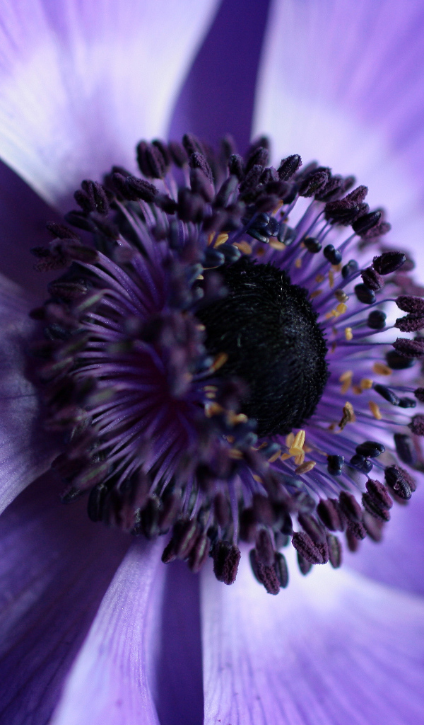Середина фиолетового цветка анемоны 