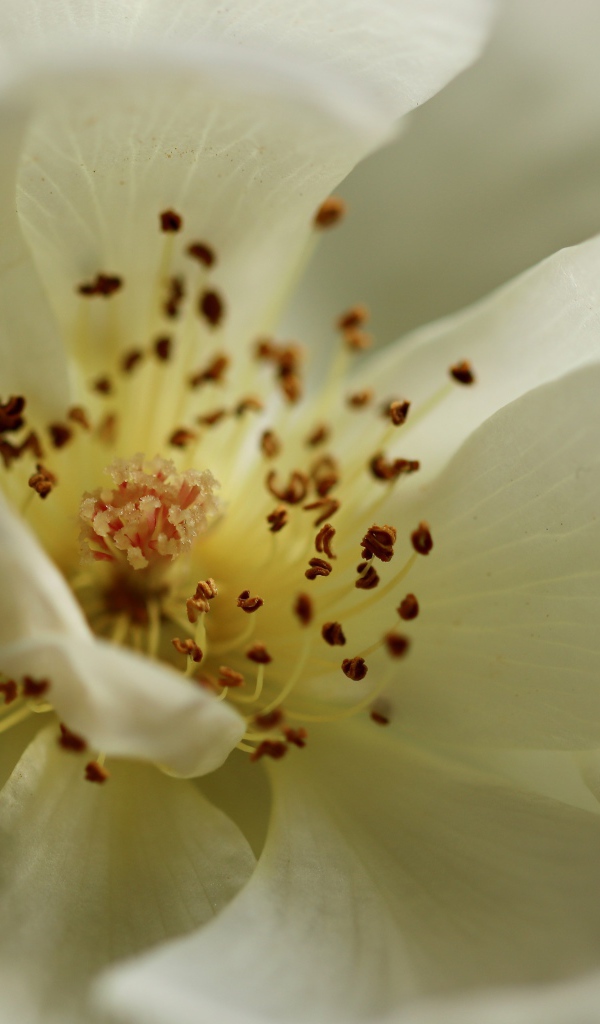 Серединка белого цветка крупным планом 